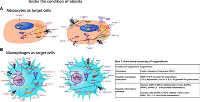 Adipokines, Hepatokines and Myokines: Focus on Their Role and Molecular Mechanisms in Adipose Tissue Inflammation